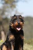JAGDTERRIER ALLEMAND 024